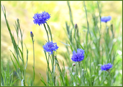 "Spring Scene, Take 1..." by tdlucas5000 is licensed under CC BY 2.0. To view a copy of this license, visit https://creativecommons.org/licenses/by/2.0/?ref=openverse.